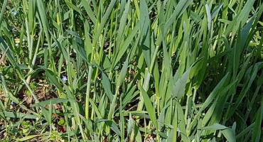 Jak se zbavit pšeničné trávy, popis nejlepších herbicidů a opatření pro kontrolu plevele